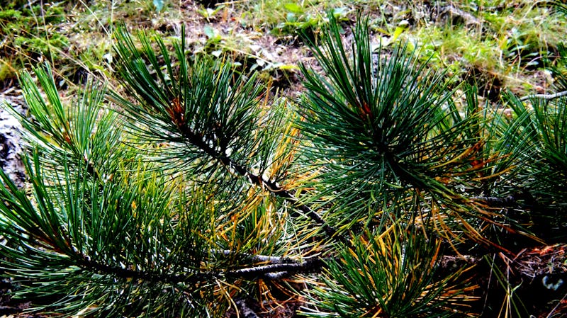 Dental team collaborating with IT support